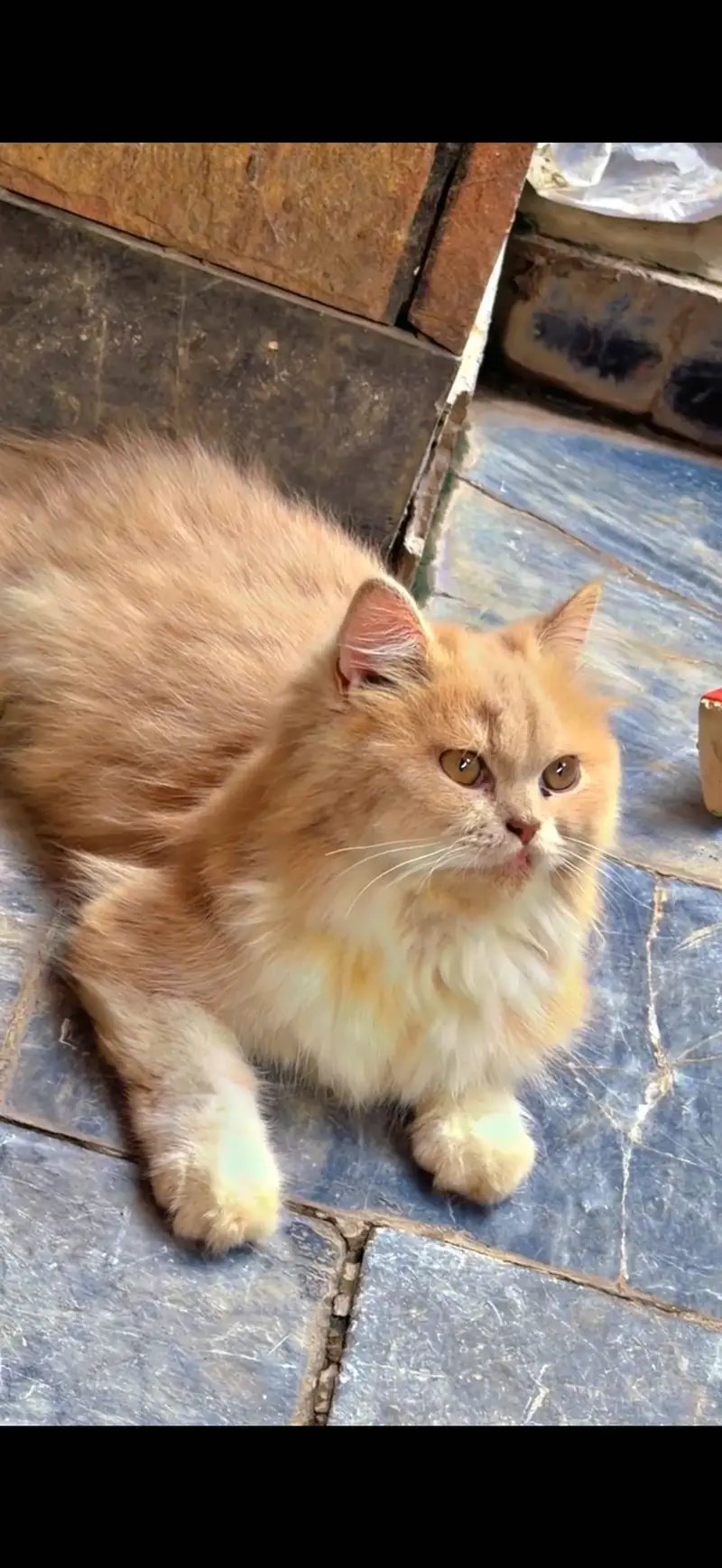 For sale male cat punch face. Thriple coat