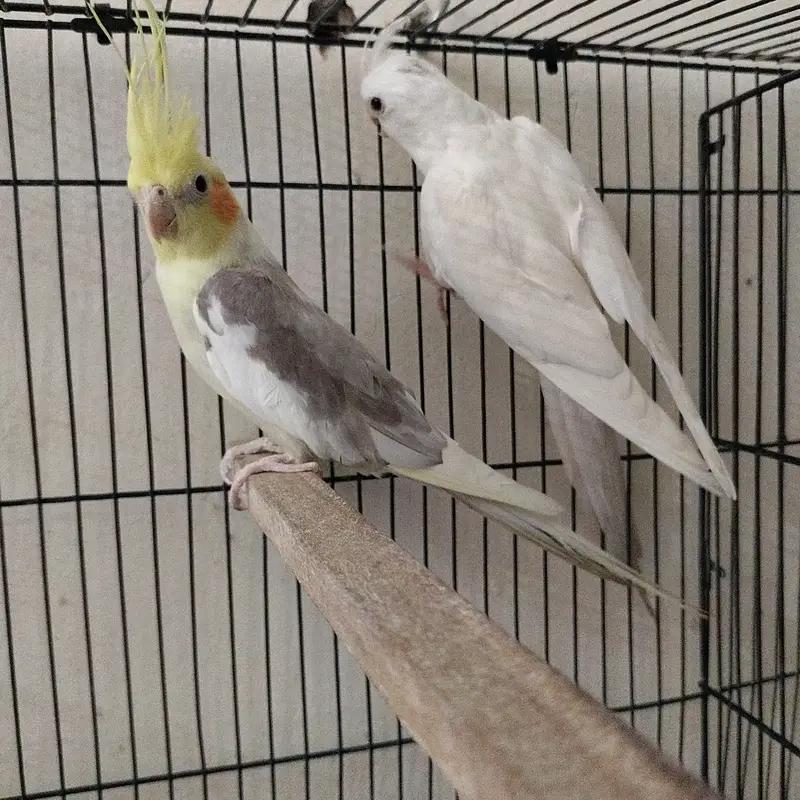 Healthy Whistling Pair & Pure White Hand-Tame Cockatiels for Sale