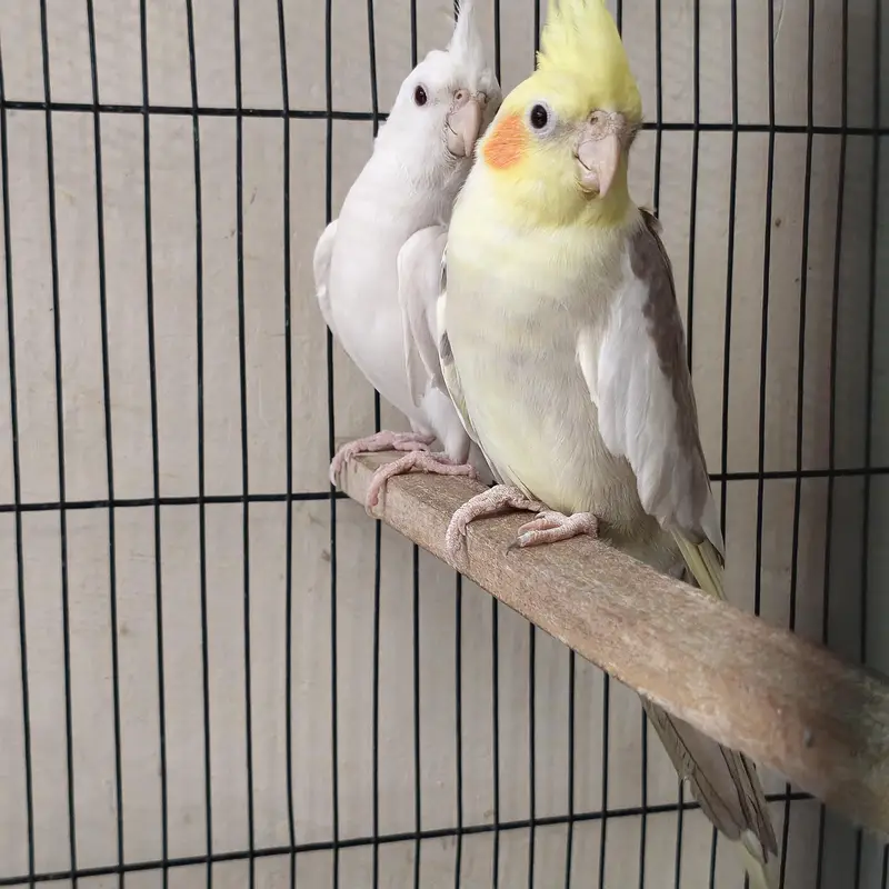 Healthy Whistling Pair & Pure White Hand-Tame Cockatiels for Sale — photo 7