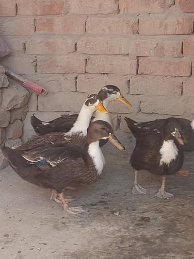 ducks for sale