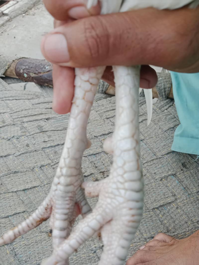 فل تیار 2