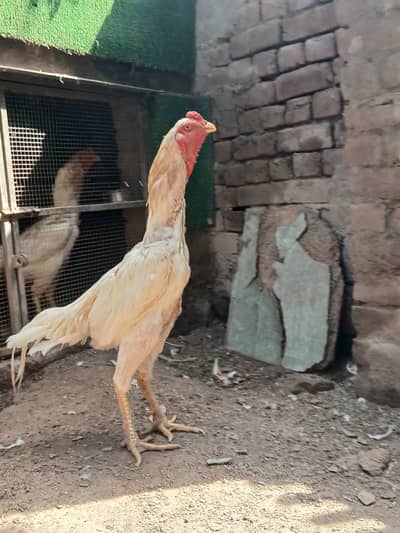 Shamo | White Shamo | king size Shamo | Shamo for sale