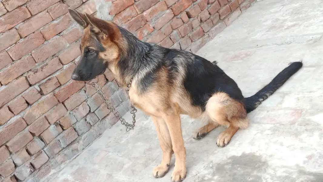 German shepherd stock coat female non pedigree champion blood lion