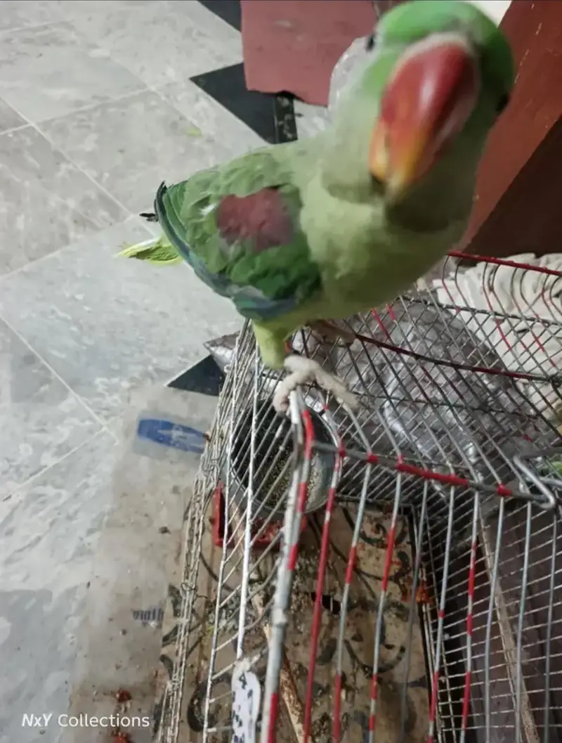 raw parrot for sale — photo 2