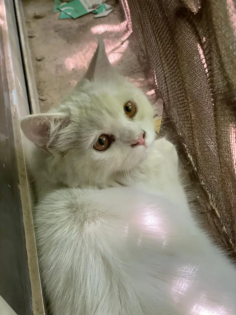 Cute Petsian — photo 2
