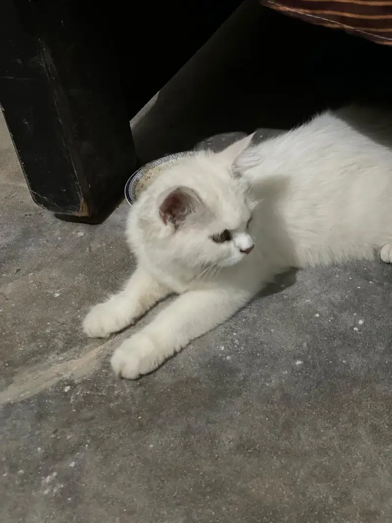 Cute Petsian — photo 4