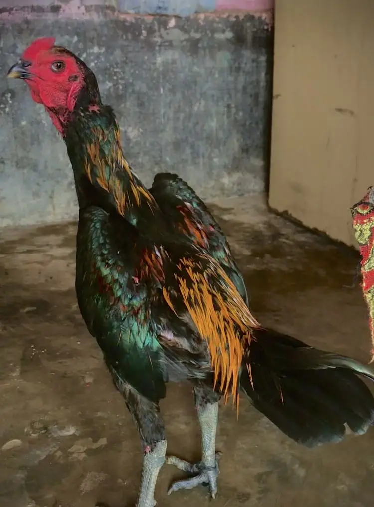 Burmi pakoya patha season kay liya best choice