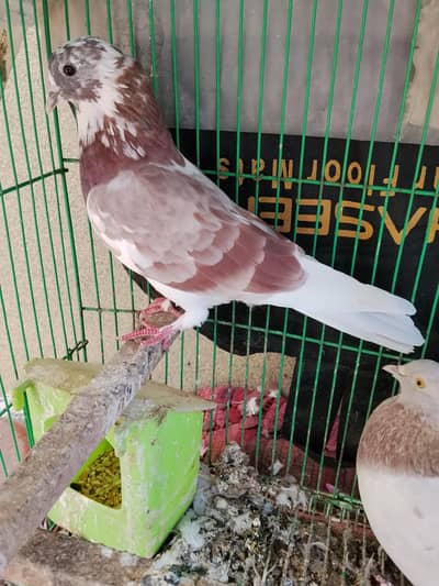 Low flyer | Lal Daba Chatri Wala Pair for Sale