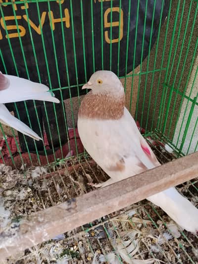 Low flyer | Chatri Wala Pairs for Sale