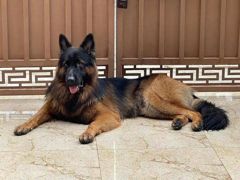 German Shepherd long coat