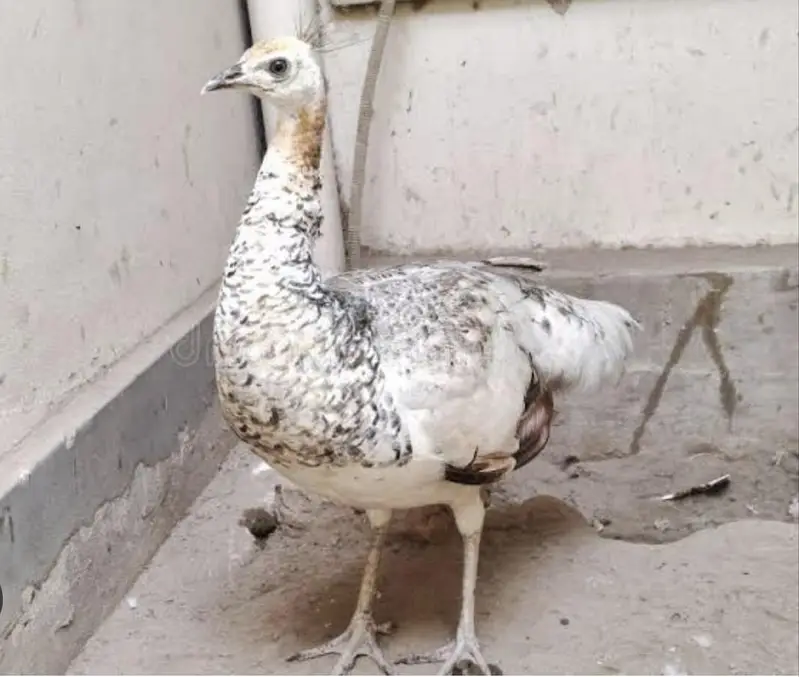 black shoulder female