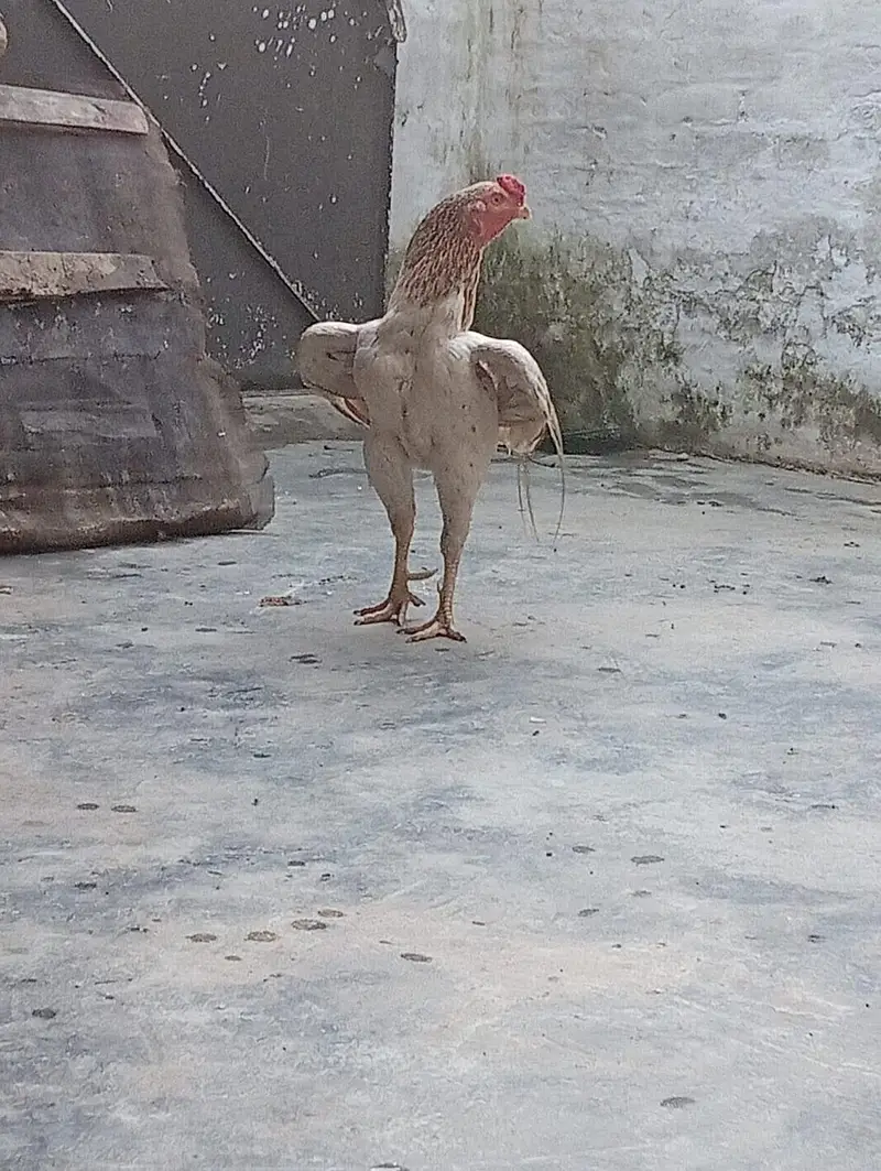 Pure Quality Heavy Aseel Murga / Full Size Mature Breeder. . . — photo 2