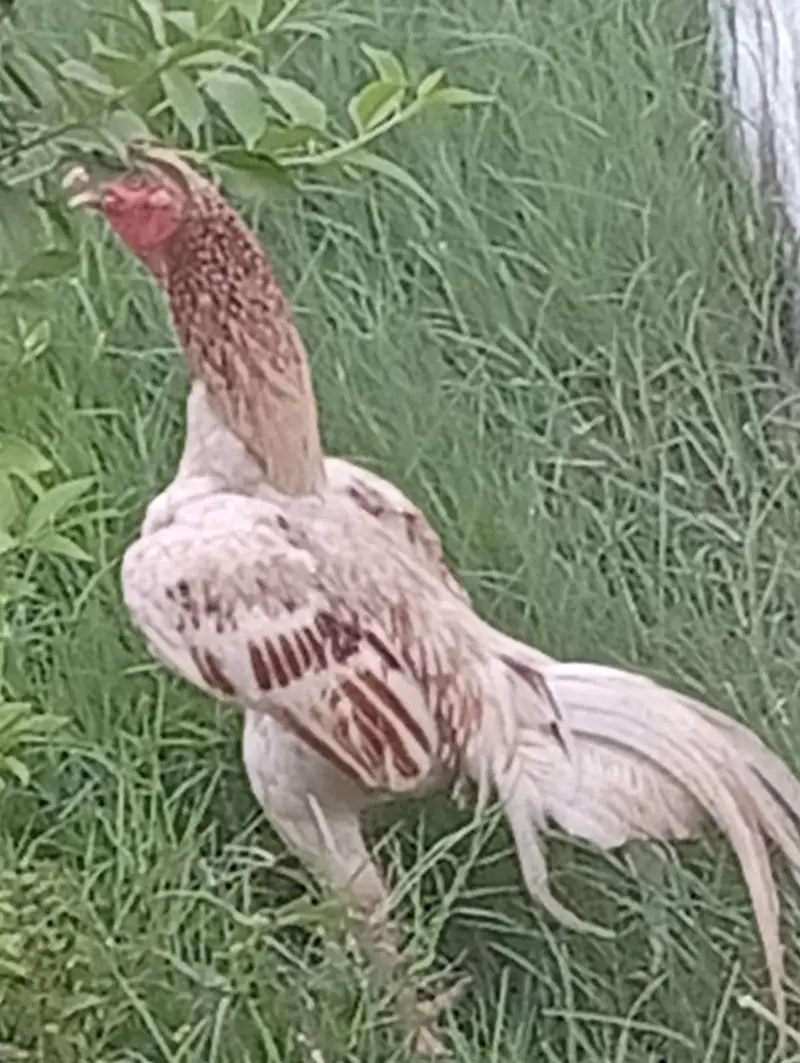 Pure Quality Heavy Aseel Murga / Full Size Mature Breeder. . . — photo 4