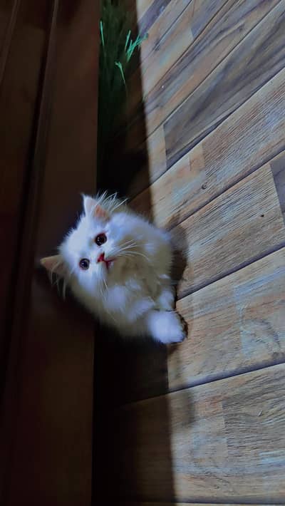 Persian cat/pike face kittens/triple coated/Persian kittens