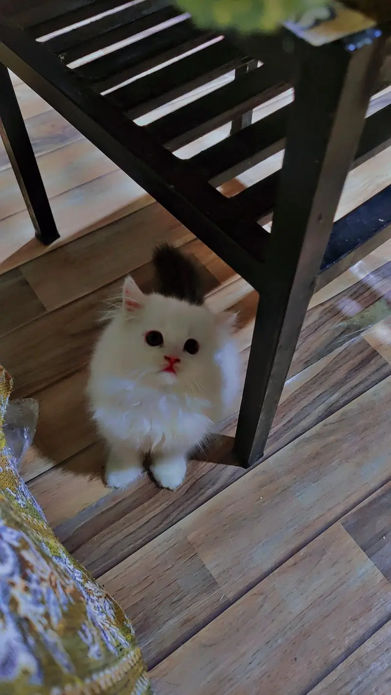 Persian cat/pike face kittens/triple coated/Persian kittens — photo 2