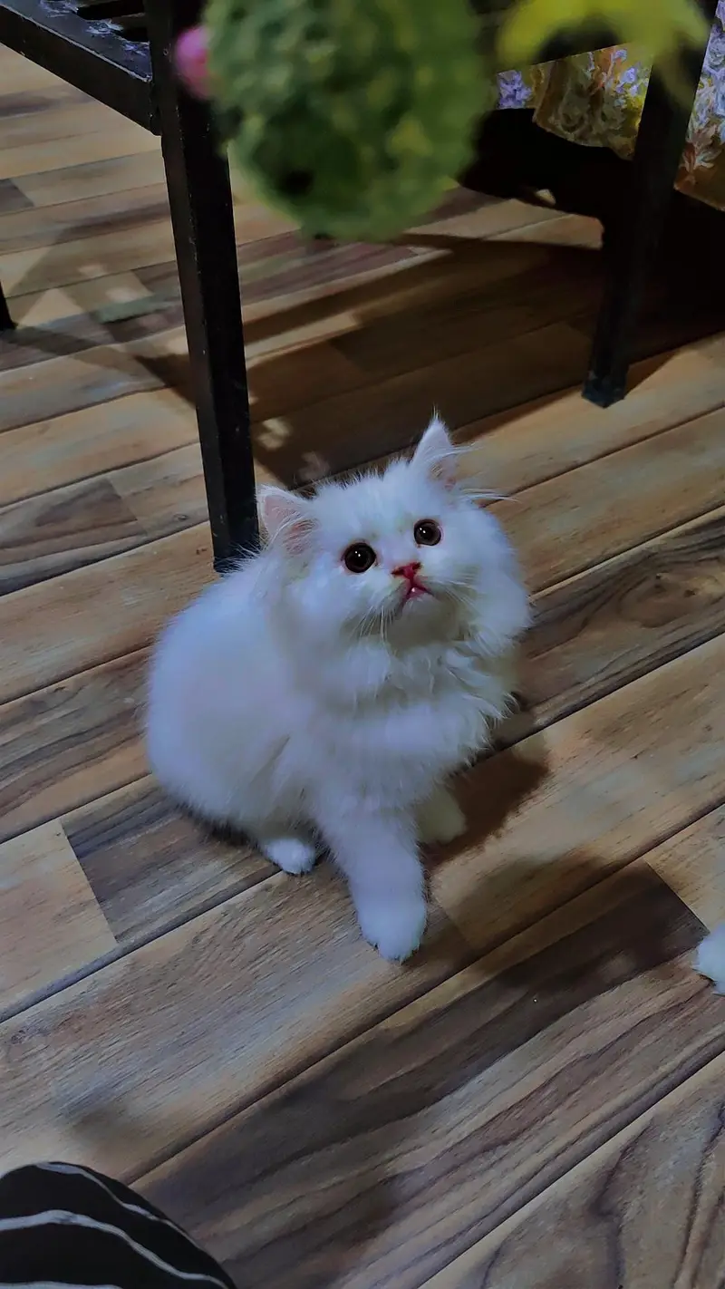 Persian cat/pike face kittens/triple coated/Persian kittens — photo 3