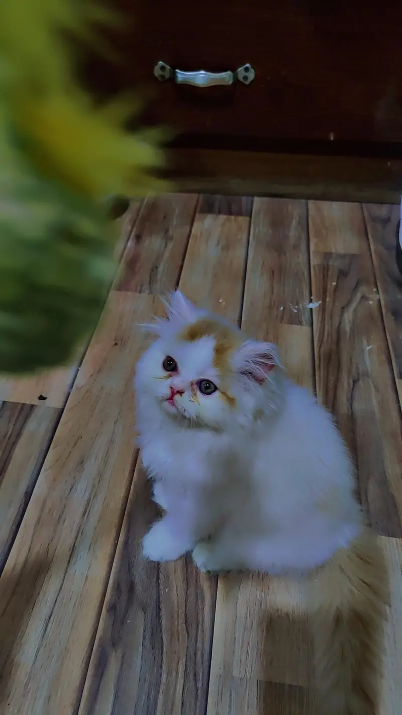 Persian cat/pike face kittens/triple coated/Persian kittens — photo 4