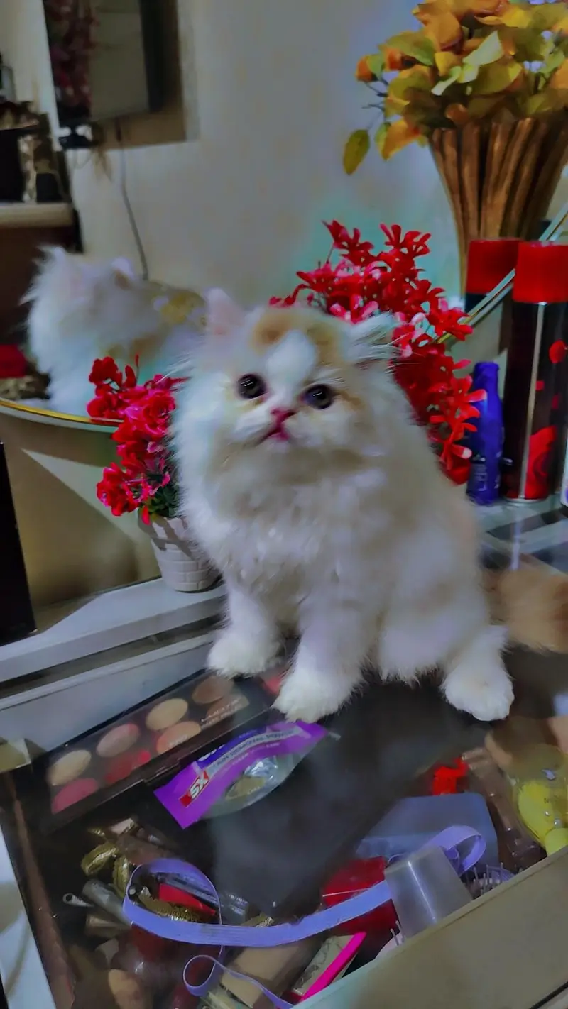 Persian cat/pike face kittens/triple coated/Persian kittens — photo 5