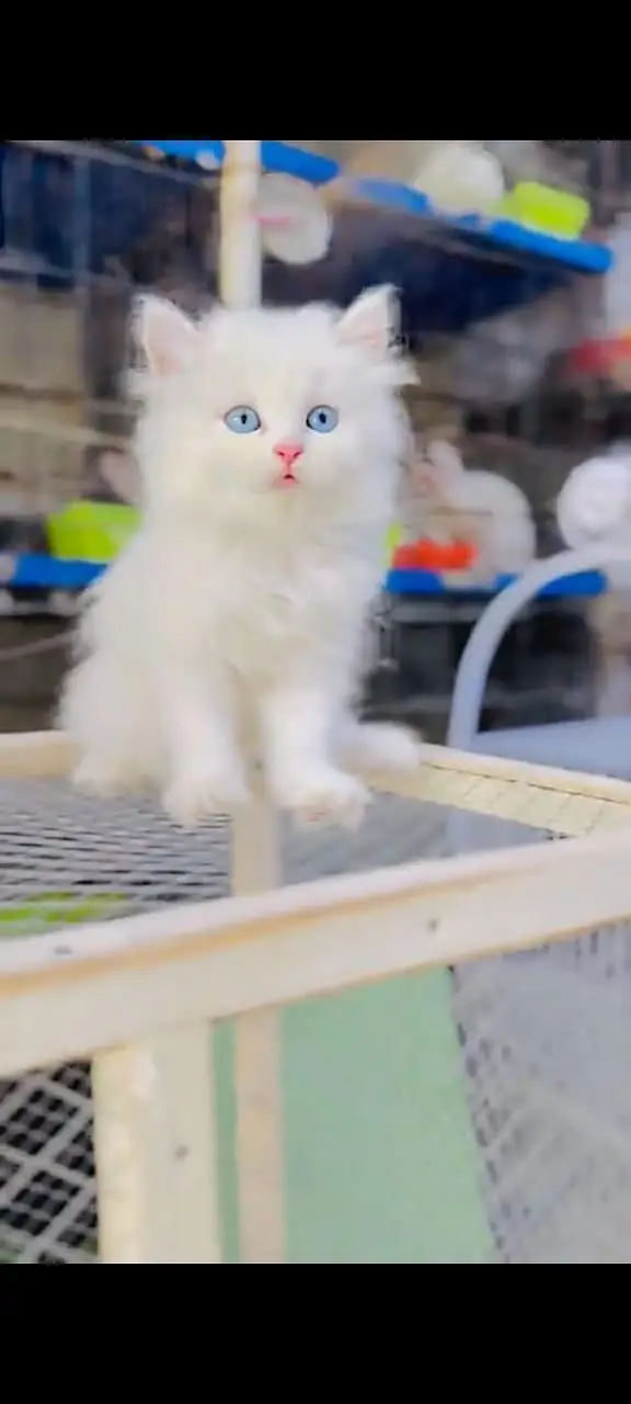 Persian cat for sale 2 month age available — photo 3