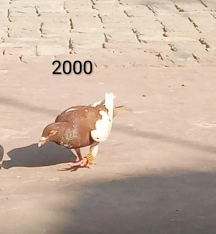 1000 per piece pigeon — photo 4