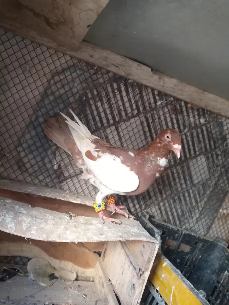 1000 per piece pigeon — photo 5