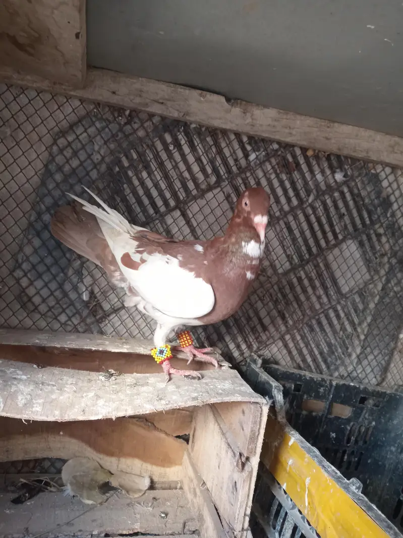 1000 per piece pigeon — photo 6