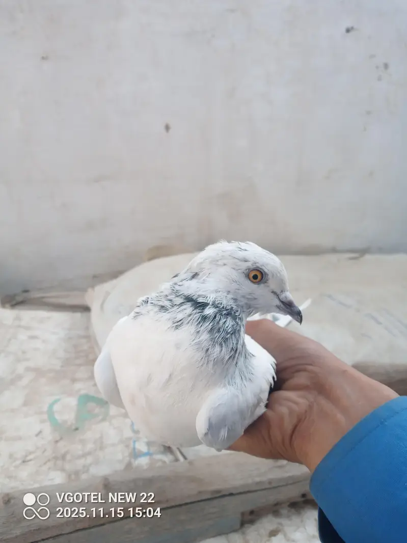 1000 per piece pigeon — photo 7