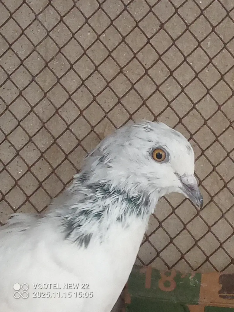 1000 per piece pigeon — photo 8