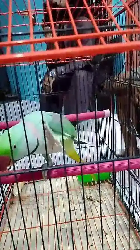 Talking Parrot — photo 2