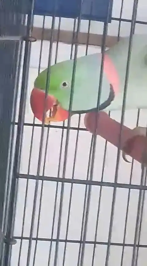 Talking Parrot — photo 3
