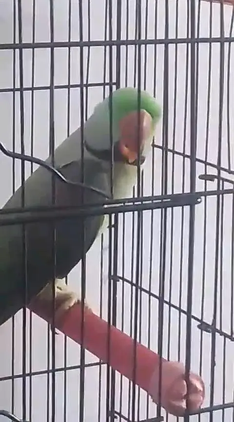Talking Parrot — photo 4