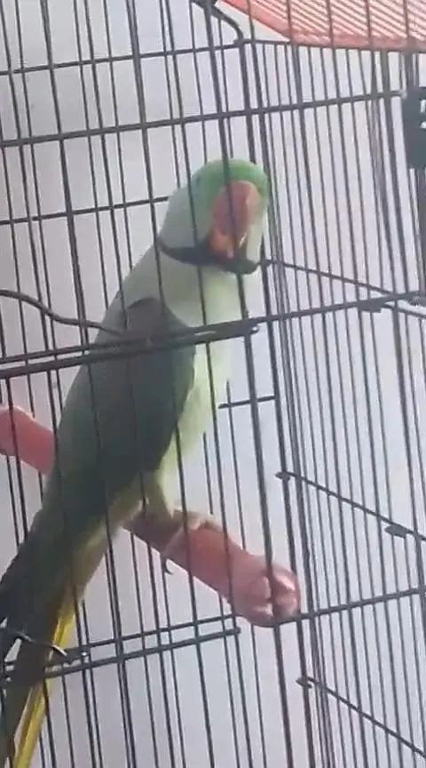 Talking Parrot — photo 5