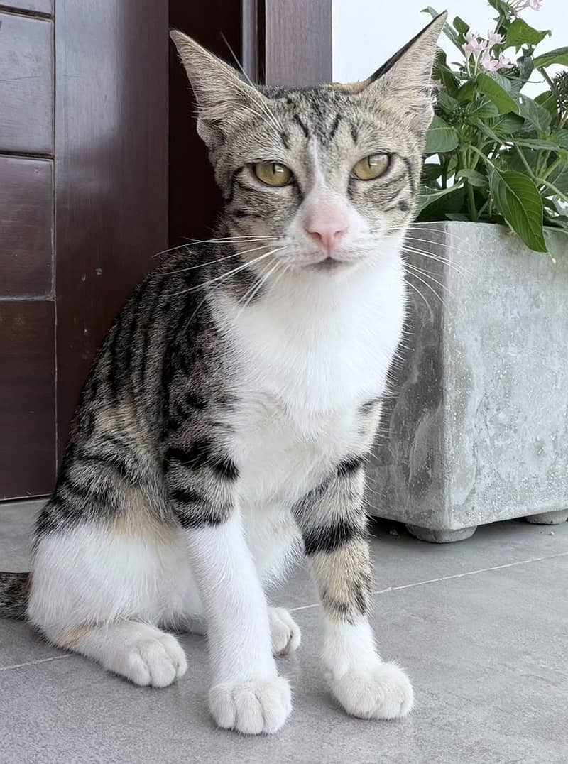 Kitten 0