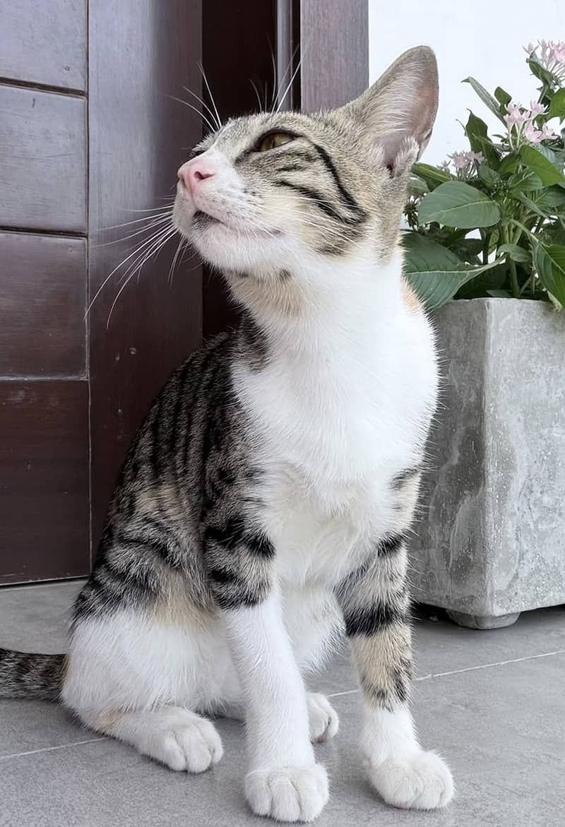 Kitten 1