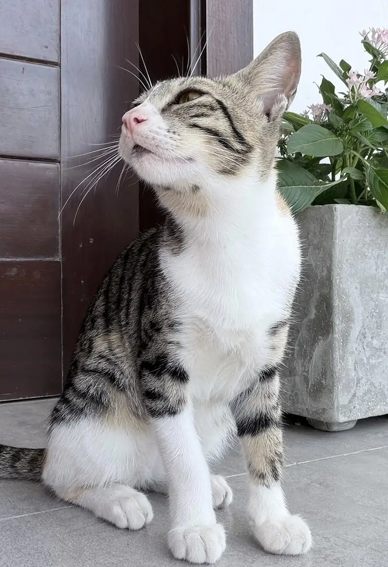 Kitten — photo 2