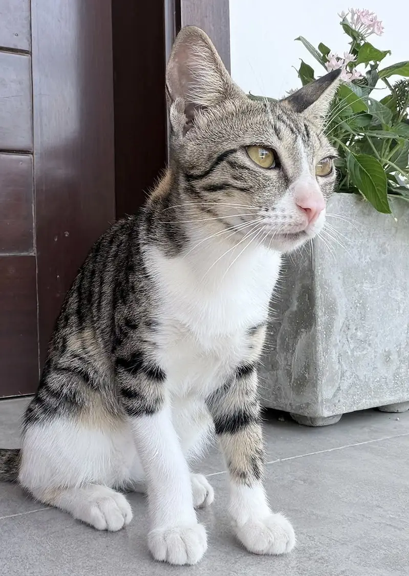 Kitten — photo 3