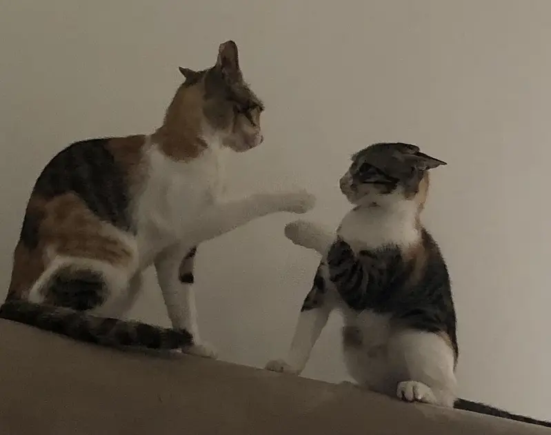 Kitten — photo 4