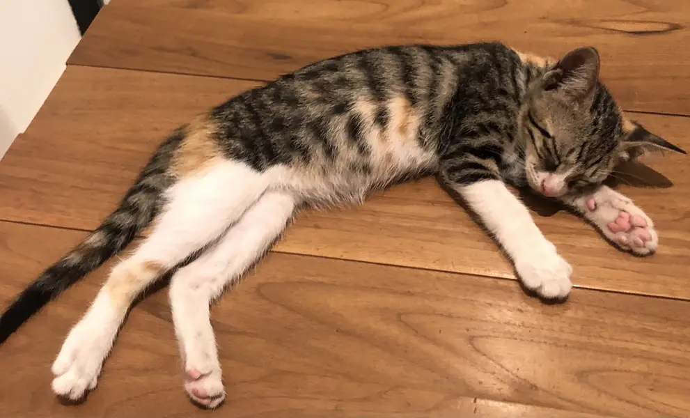 Kitten — photo 5