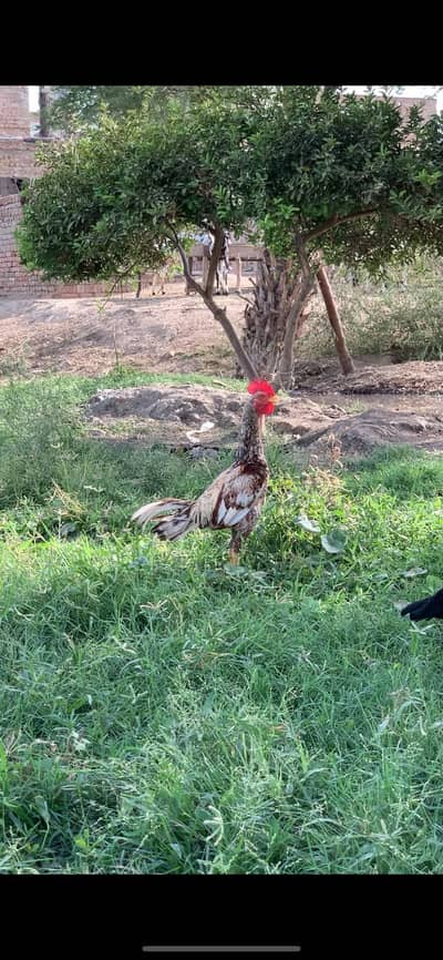 Aseel | Aseel Bangum & Sindhi Breeds for Sale | available for sale |