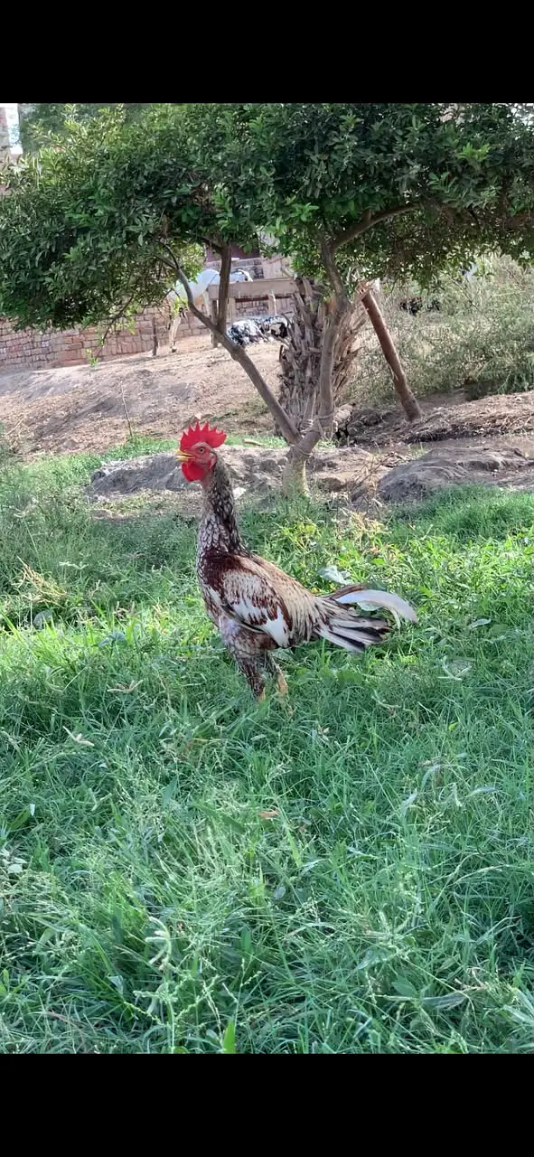 Aseel | Aseel Bangum & Sindhi Breeds for Sale | available for sale | — photo 2
