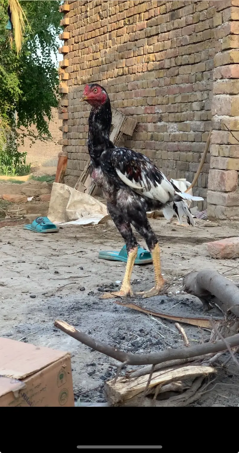 Aseel | Aseel Bangum & Sindhi Breeds for Sale | available for sale | — photo 3