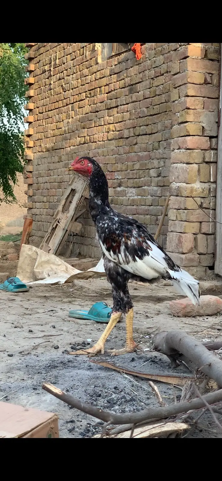Aseel | Aseel Bangum & Sindhi Breeds for Sale | available for sale | — photo 4