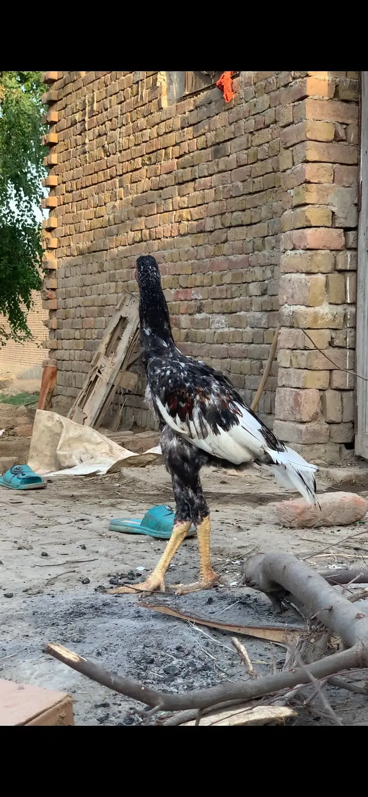 Aseel | Aseel Bangum & Sindhi Breeds for Sale | available for sale | — photo 5