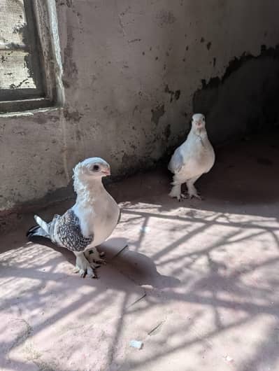 pigeon sale