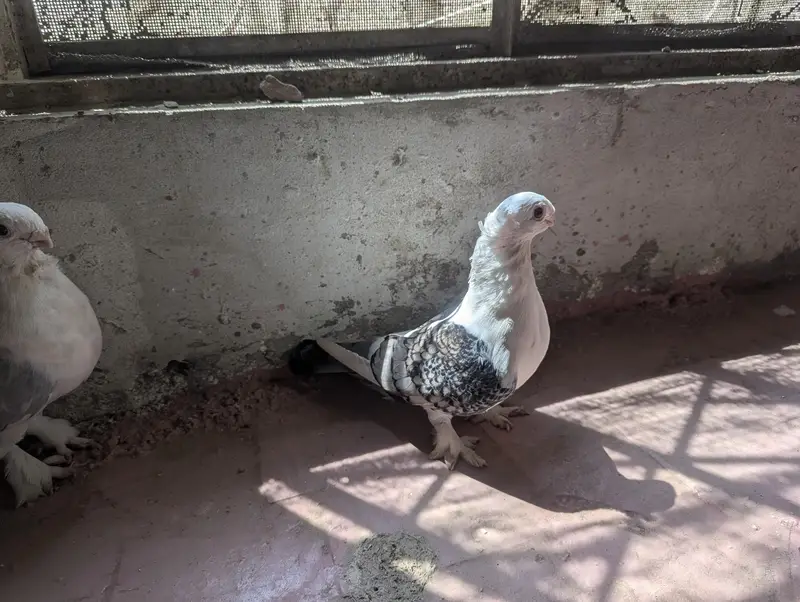 pigeon sale — photo 2