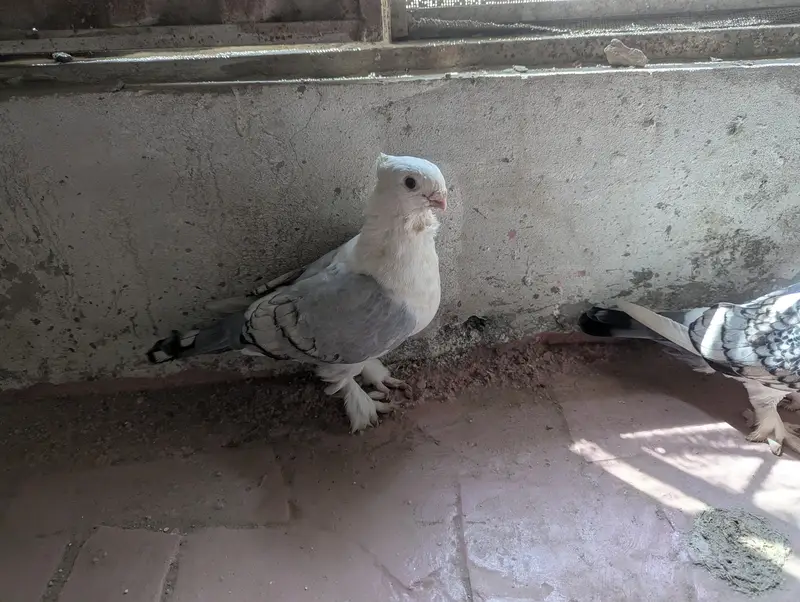 pigeon sale — photo 3