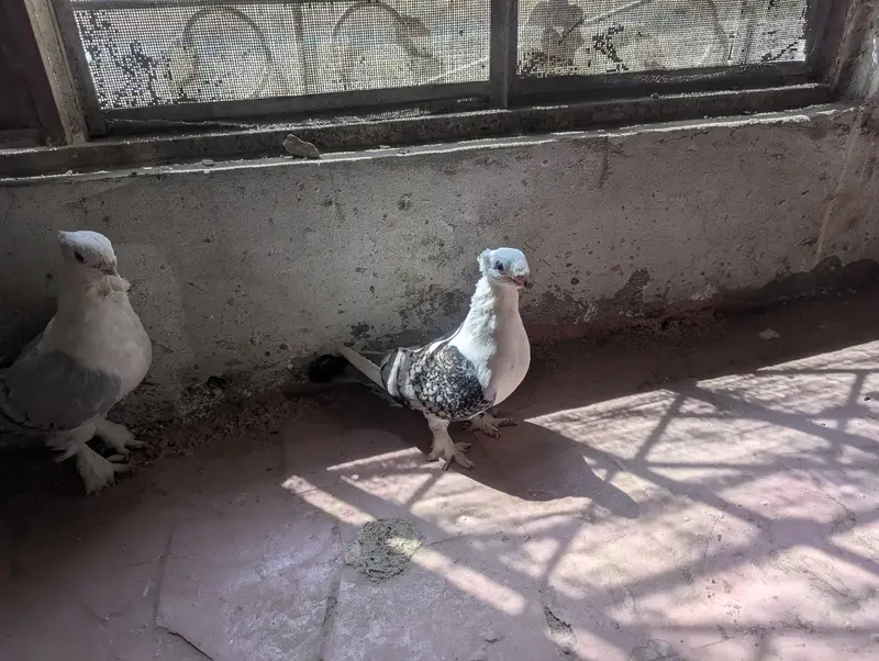 pigeon sale — photo 4