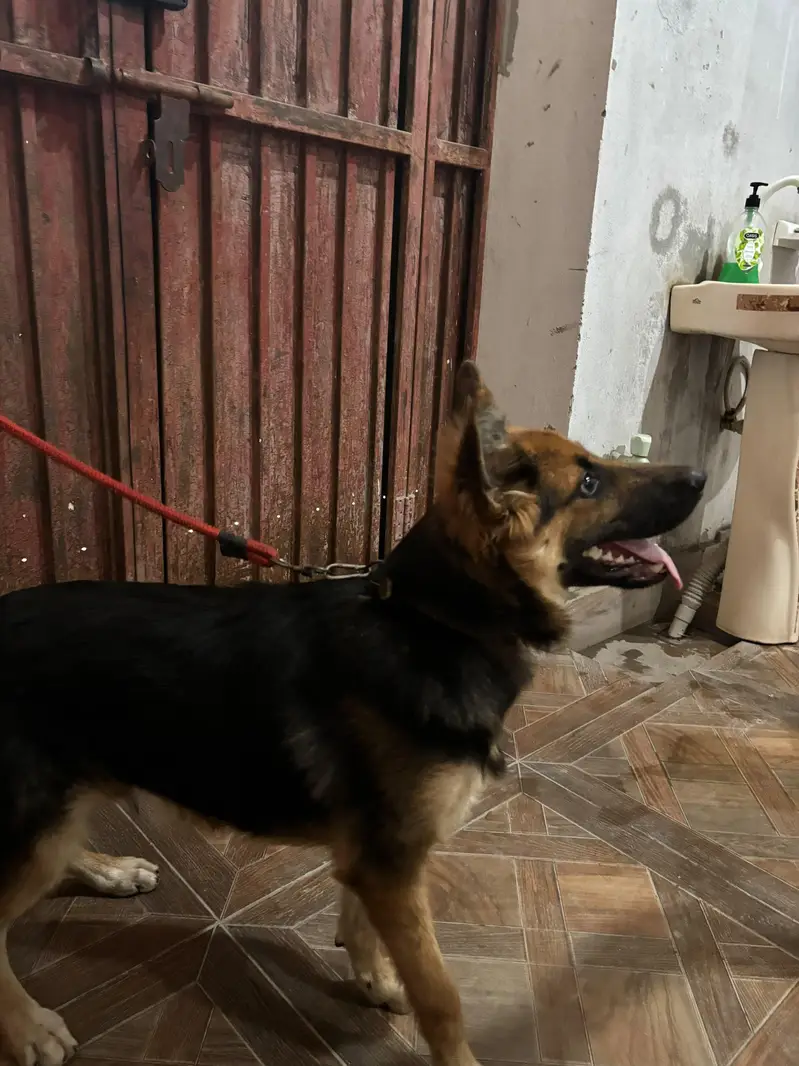 German Alsession Male Dog Puppy For Sale Healthy Active Black and Tann — photo 2
