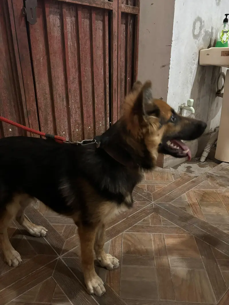 German Alsession Male Dog Puppy For Sale Healthy Active Black and Tann — photo 3