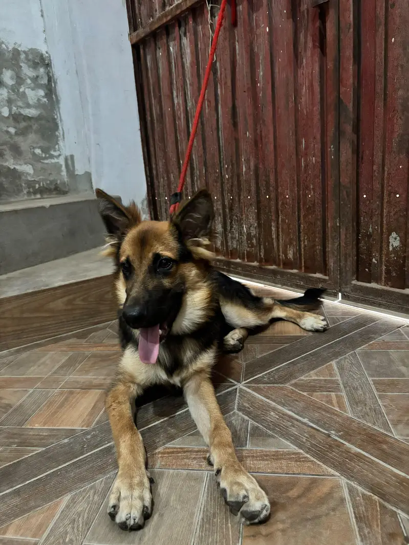 German Alsession Male Dog Puppy For Sale Healthy Active Black and Tann — photo 4